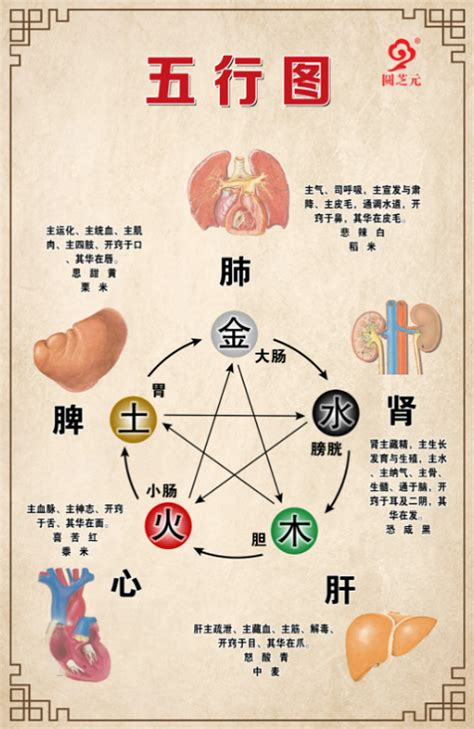 内脏五行|五脏六腑对应的五行